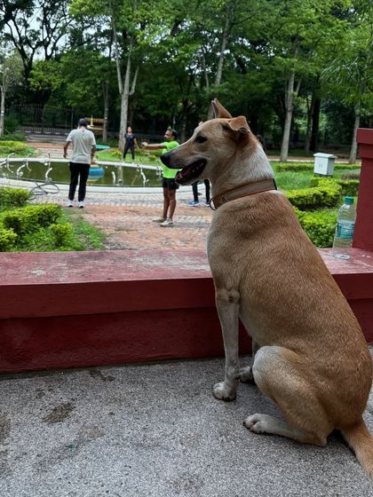 Sujith Kumar - Running & Fitness Coaching My Paw Friends photo 65