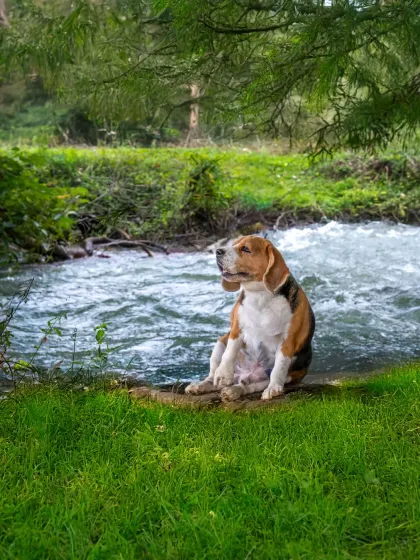 Here’s my own baccha, Scamp, having a thoughtful moment by the river. Outdoor shoots allow pets to be themselves, whether they're contemplative like this or running wild. The natural environment provides a beautiful, ever-changing backdrop to capture their true essence.