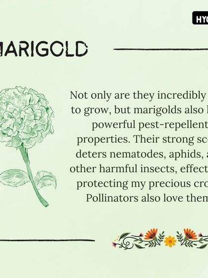 Hygrinz - Garden Maintenance Gardening Know-How: Tips & Techniques photo 24