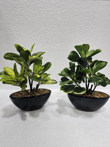 Desktop Plants & Bonsai photo 22