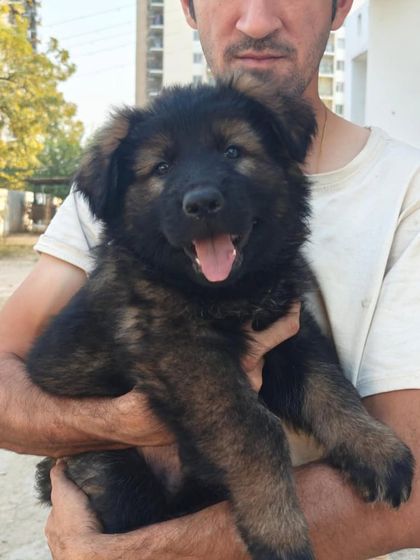 A happy and healthy puppy from the Karma x Renzo pairing. We prioritize the well-being and development of our litters from birth.