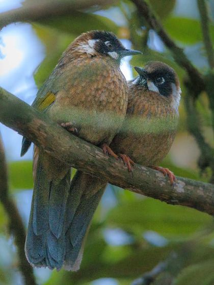 A pair of Black-faced Laughingthrushes huddled together on a branch, a common sight during the cold Himalayan winters.