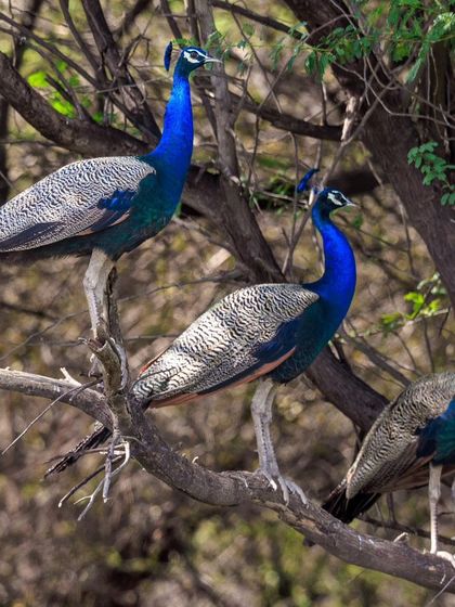 Three peacocks perched together in a tree. While they often forage alone, they roost in small groups called "musters."