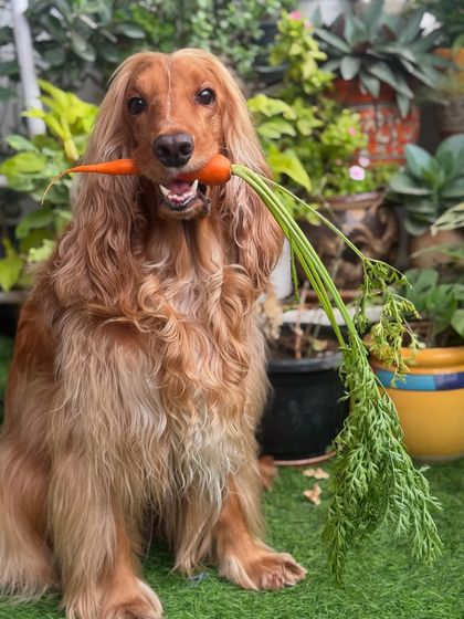 Another happy shot of Posto with his favorite vegetable. He looks so proud of his healthy snack.