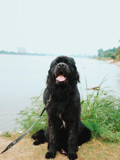 Tulsa Dog Trainer - Pack Walks Our Pack Walks in Action photo 12