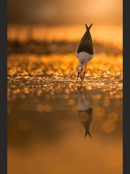 A Black-winged Stilt dips its head to drink, its reflection perfectly mirroring the action in the golden, sparkling water.