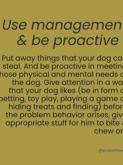 The solution is to use management by putting things away and being proactive in meeting your dog's mental and physical needs before the problem behavior arises.