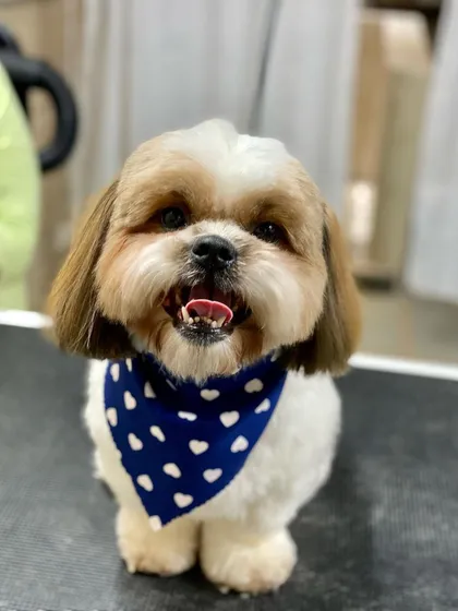 Look at that happy face. This is Pablo, a Shih Tzu, looking sharp and feeling great after his styling session, complete with his signature bandana.