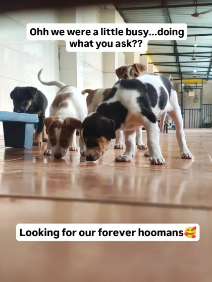 Cupa - Pet Adoption, Fostering & Sponsorship Find Your Canine Companion: Dogs for Adoption photo 25