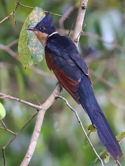 Another look at the Chestnut-winged Cuckoo, a beautiful and uncommon migrant in Singapore. Its striking crest and rich, chestnut-colored wings make it a memorable sight in the forest undergrowth where it hunts.