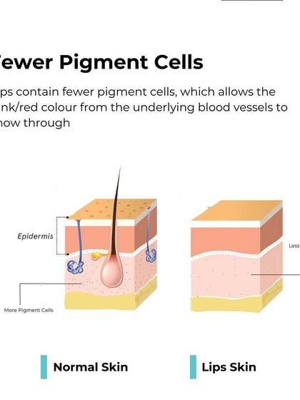 Why are lips so red? This diagram shows that lip skin contains fewer pigment cells (melanocytes) than normal skin. This allows the color from the underlying blood vessels to show through, giving lips their characteristic pink or red hue.