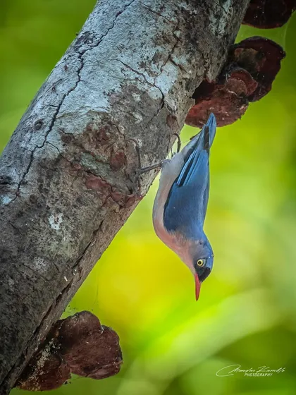 A Velvet-fronted Nuthatch demonstrates its unique ability to climb down trees head-first. This shot captures its unusual behaviour and beautiful plumage.