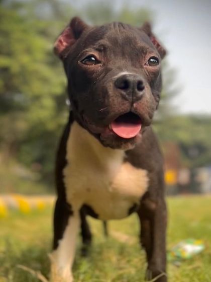 A beautiful close-up of a young Sultan's face.
