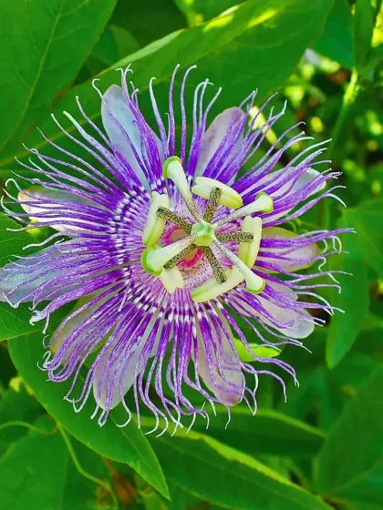 A close-up of a vibrant purple Passion Flower (Passiflora), an intricate and exotic bloom from a fast-growing vine.