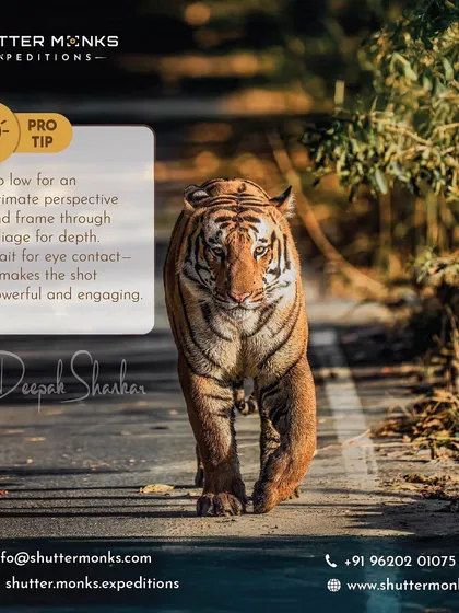 Capturing a tiger's direct gaze is a moment of pure connection. Here's a pro tip I share on my workshops in India: get low for an intimate perspective and wait for that eye contact. It transforms a simple photo into a powerful, engaging portrait that tells a story.