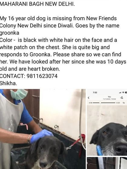 An updated plea to find Groonka (also known as Kallu), a 13-year-old timid black dog missing from New Friends Colony. Senior dogs are especially vulnerable on the streets.