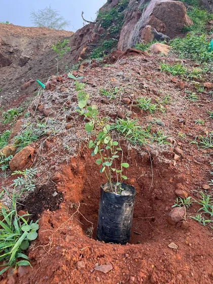 A native sapling in its bag, ready to be planted in the rich, red soil of a former quarry at Aravali Nagar Van. This is the first step in healing the mined land.