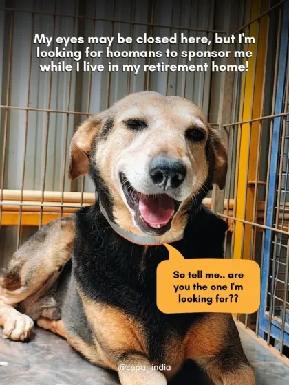 Cupa - Pet Adoption, Fostering & Sponsorship The Golden Years: Our Senior & Special Needs Animals photo 10
