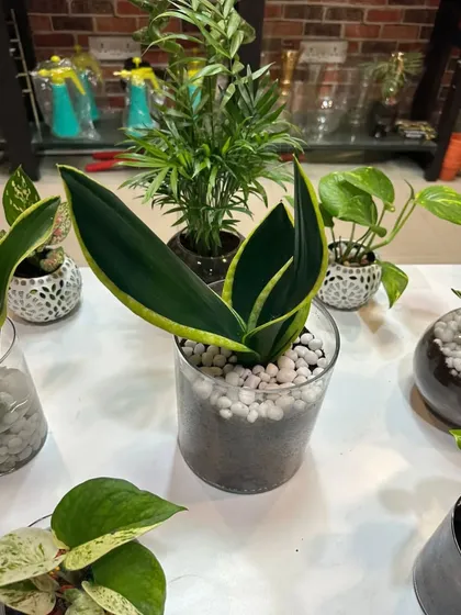 A Sansevieria 'Moonshine' in a glass pot with white pebbles. This variety of Snake Plant has beautiful silvery-green leaves.