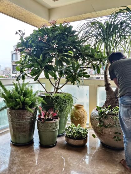 Luxe Green Styling: Homes, Offices & Events photo 9