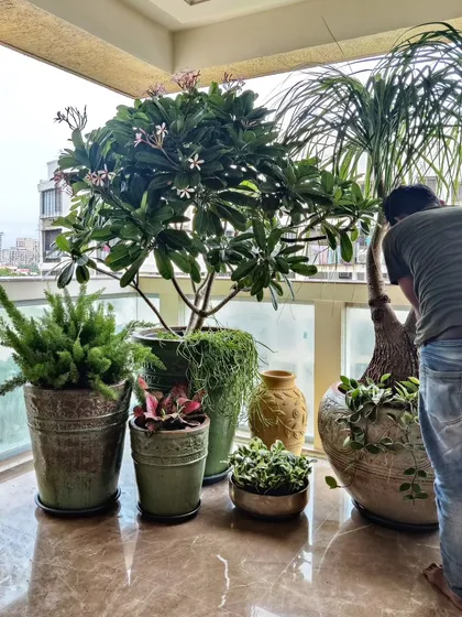 An eclectic and artistic mix of plants and decorative planters on a marble-floored balcony. This work-in-progress shot shows the careful curation that goes into each project.
