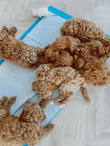 A pile of sleeping red puppies on their training pad. I start toilet training early to make things easier for new owners.