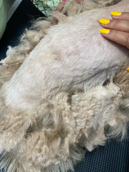 Here you can see the severe condition of Bebo's coat before we started. The fur was so tightly matted against her skin that a gentle, full shave-down was the only way to provide her with immediate relief.