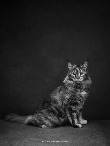 The black and white version of this regal portrait. It gives the cat an even more mysterious and timeless quality, like a noble creature from a storybook.