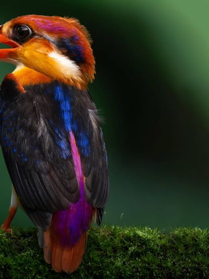A view of the Oriental Dwarf Kingfisher's stunning back feathers, a mix of purple, blue, and black, as it sits on a mossy perch.