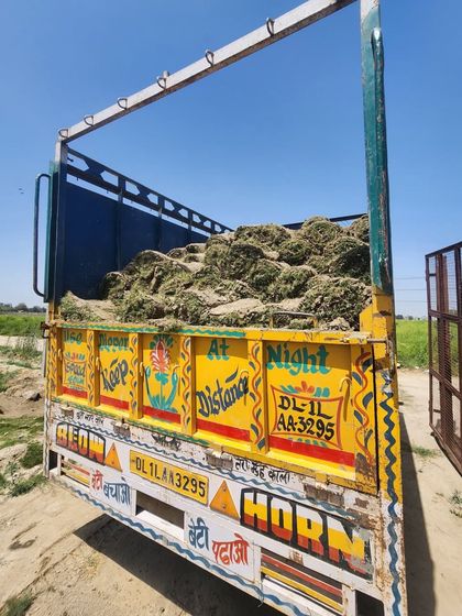 Delhi Gardner - Wholesale Plant & Turf Supply Natural Grass Turf: From Our Farm to Your Project photo 46