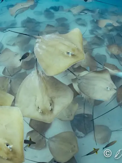 Imagine descending into a world filled with hundreds of stingrays. This is not a rare sight on our trips; it's a jaw-dropping reality at one of our special dive sites, where rays gather in massive numbers.