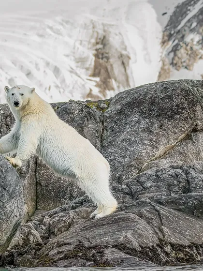 From curious quests on rocky shores to solitary walks across the ice, these images showcase the diverse behaviors and stunning environments of the polar bears we encounter on my Arctic journeys.