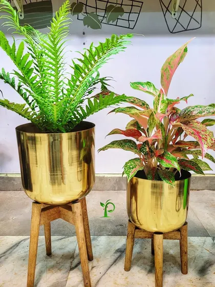 A stunning housewarming gift that is sure to brighten up any new home. This pair, a lush fern and a colorful aglaonema in elegant metal planters, makes for a sophisticated and thoughtful present.