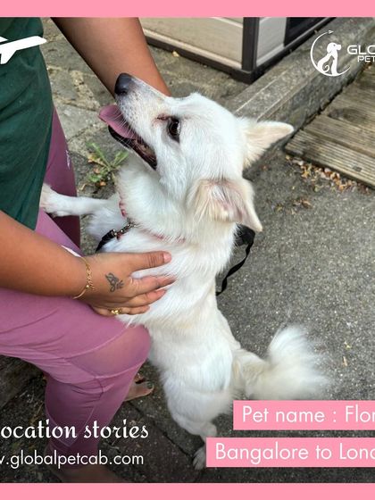 Global Pet Cab - International Pet Relocation Our Pawsengers: Dog Journeys photo 20