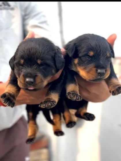 A fresh start. Holding these newborn Rottweiler puppies reminds me of the responsibility I have. I ensure every puppy gets the best possible start in life with proper care and a healthy environment.