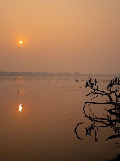 A flock of cormorants roosting on a dead tree during a golden sunrise at Bharatpur. This silhouette shot captures the community aspect of these birds and the beauty of the wetland at dawn.