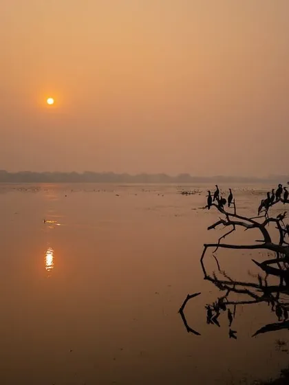 A flock of cormorants roosting on a dead tree during a golden sunrise at Bharatpur. This silhouette shot captures the community aspect of these birds and the beauty of the wetland at dawn.