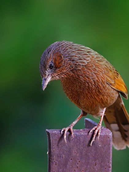 A Streaked Laughingthrush looks down from its perch on a metal post. The composition creates a sense of curiosity about what has caught the bird's attention below.