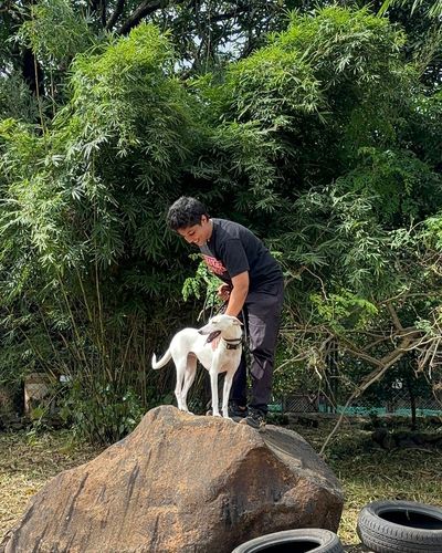 Doggy Summer Camps