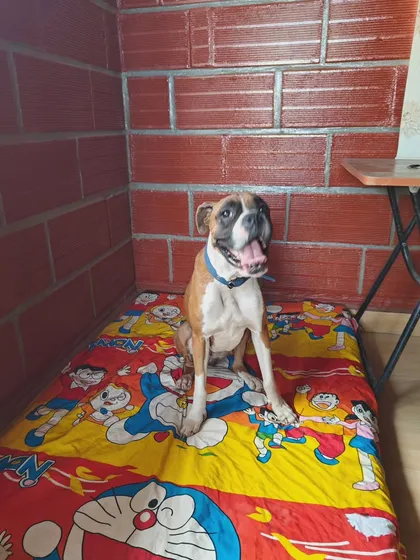 This happy boxer has claimed his spot for a rest. I ensure every dog has access to comfortable, clean resting areas inside, away from the elements.