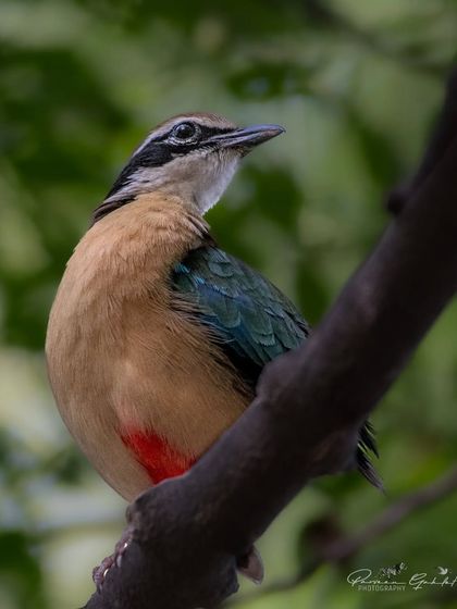 A close-up of the Indian Pitta looking upwards.