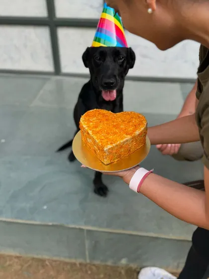 A heart-shaped cake for a heart-stealing girl. Happy birthday, Laika. We woof you so much.