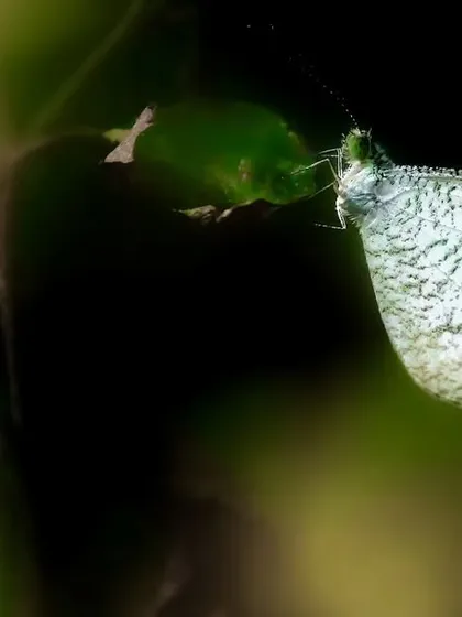 A Psyche butterfly, its translucent wings glowing against the dark background of Sanjay Gandhi National Park.