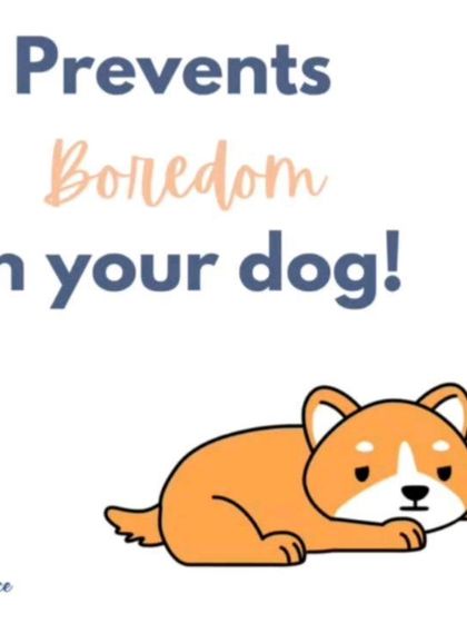 Food puzzles are one of the best ways to prevent boredom in your dog. They have to use their brain to get their food, which is incredibly satisfying for them.