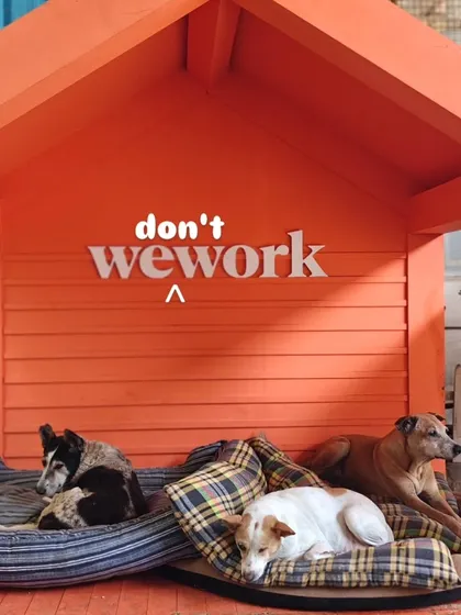 Even our senior residents deserve a comfortable place to rest. Thanks to a generous donation from WeWork, our older dogs have this cozy "don't wework" corner for their afternoon naps. It’s a perfect example of how corporate support directly improves the lives of our animals.