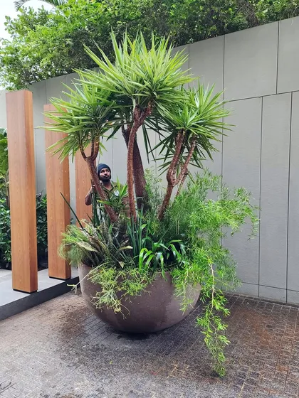 We call this "Contained Maximalism." This giant 4-foot diameter pot is a perfect example of how to make a huge impact in a limited space. It’s a curated, overflowing bouquet of exclusive plants that brings a luxurious, wild feel to any corner.