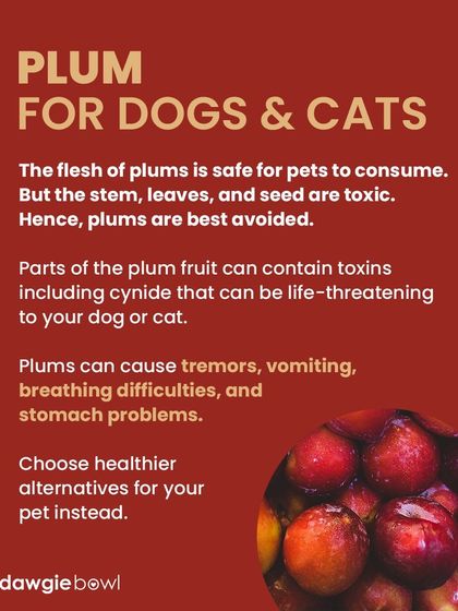 While the flesh of plums is safe, the stem, leaves, and seed are toxic and contain cyanide. To be safe, it's best to avoid plums entirely and choose a different fruit treat.