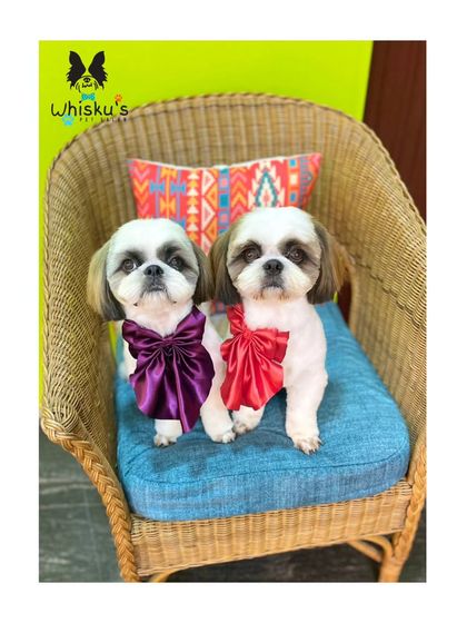 Furrybells Pet Grooming - Pet Grooming (Dogs & Cats) Breed-Specific Dog Styles photo 26