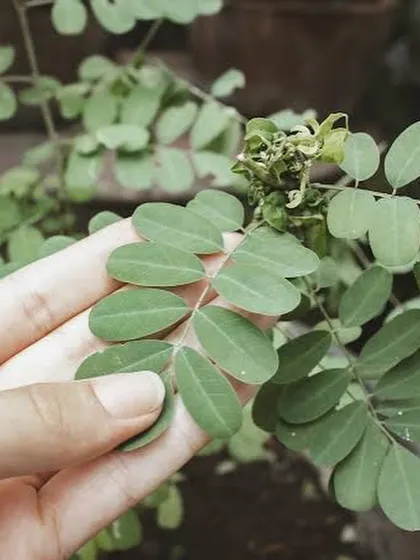Holding the delicate leaves of the indigo plant. Connecting with the source of my colors is a fundamental part of my artistic and sustainable practice.