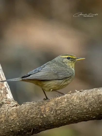 A Sulphur-bellied Warbler, another small and challenging bird to photograph. This clear shot shows its distinct yellow eyebrow and pale underparts.